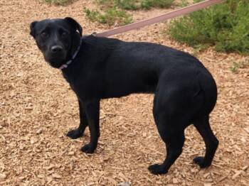 Rescue Mixed Breed Dogs for Adoption in Santa Fe, New Mexico - YONAKA | PetCurious
