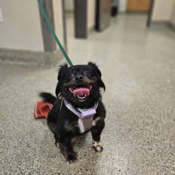 El -  Shih Tzu and Mixed Breed Dog for Adoption in Kansas City, Missouri - El | PetCurious
