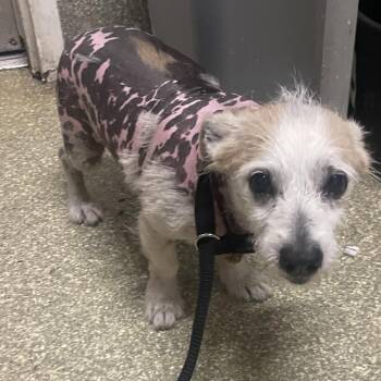 IVHS-Stray-143346 -  Xoloitzcuintli Mexican Hairless Dog for Adoption in San Gabriel, California - IVHS-Stray-143346 | PetCurious