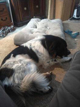 Boone - Courtesy Listing see info -  Mixed Breed Dog for Adoption in Polson, Montana - Boone - Courtesy Listing See Info | PetCurious
