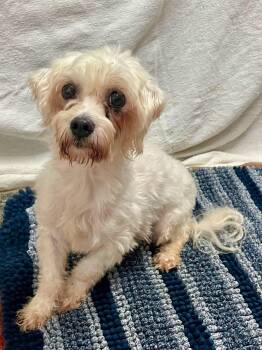 Bella -  Maltese Dog for Adoption in Lacon, Illinois - Bella | PetCurious