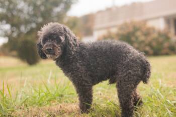 Rescue Miniature Poodle Dogs for Adoption in Gradyville, Kentucky - Sampson | PetCurious