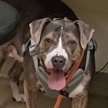 Gracielynn -  Pit Bull Terrier Dog for Adoption in Lynchburg, Virginia - Gracielynn | PetCurious