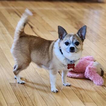 Billie Jean -  Chihuahua Dog for Adoption in Toms Brook, Virginia - Billie Jean | PetCurious