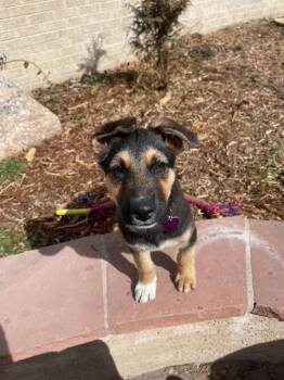 German Shepherd Dog Dogs Available for Adoption - Comet #2 | PetCurious