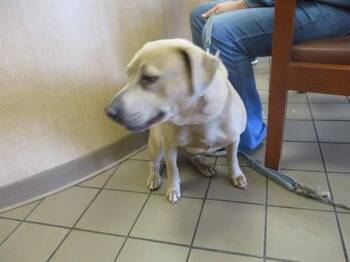 Pit Bull Terrier Dogs Available for Adoption in Ocala, Florida - RUBY | PetCurious