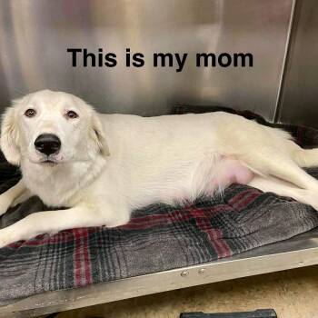 Mixed Breed Dogs Available for Adoption - Abbott | PetCurious