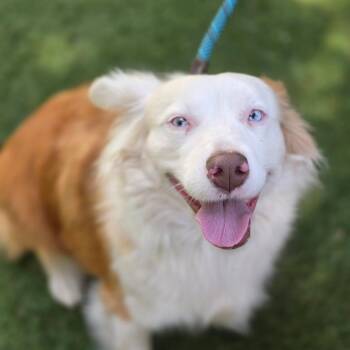 Elena Ann DG -  Australian Shepherd Dog for Adoption in Austin, Texas - Elena Ann DG | PetCurious