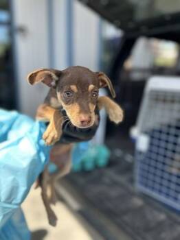 Brownie Button -  Chihuahua and Mixed Breed Dog for Adoption in Fresno, California - Brownie Button | PetCurious