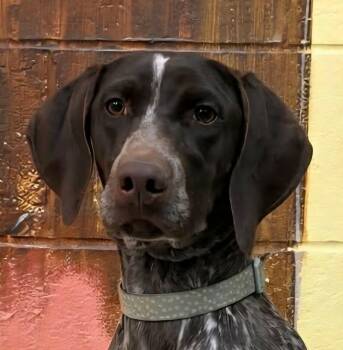 German Shorthaired Pointer Dogs Available for Adoption in Newport, Tennessee - Lindsey Park | PetCurious