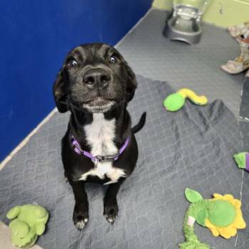 Black Labrador Retriever Dogs Available for Adoption in Newport, Tennessee - Nina | PetCurious