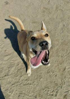 Bloom -  Shepherd and Mixed Breed Dog for Adoption in Visalia, California - Bloom | PetCurious