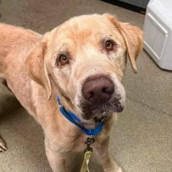 Toby -  Labrador Retriever and Shar Pei Dog for Adoption in Richmond, Virginia - Toby | PetCurious