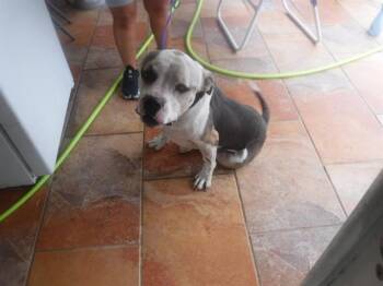Rescue American Bulldog and Mixed Breed Dogs for Adoption in Doral, Florida - TEDDY | PetCurious
