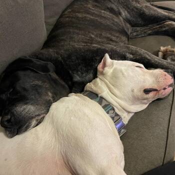 Roo -  Dogo Argentino Dog for Adoption in Flintstone, Maryland - Roo | PetCurious