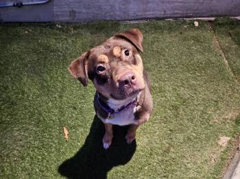 Pebbles -  Pit Bull Terrier and Mixed Breed Dog for Adoption in Los Angeles, California - Pebbles | PetCurious