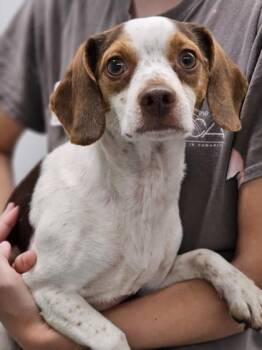 Freckles fka Dog 10 -  Beagle and Mixed Breed Dog for Adoption in West Chester, Pennsylvania - Freckles Fka Dog 10 | PetCurious
