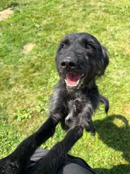 Poodle Dogs Available for Adoption in Pierceton, Indiana - Sirius | PetCurious