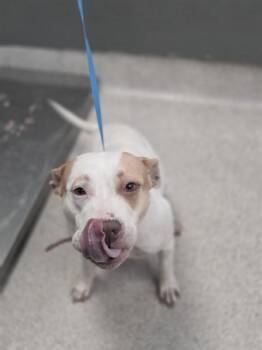 American Staffordshire Terrier Dogs Available for Adoption in Tallahassee, Florida - LILLIE | PetCurious