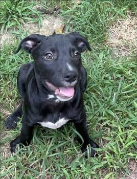 Hank -  Mixed Breed Dog for Adoption in Nantucket, Massachusetts - Hank | PetCurious