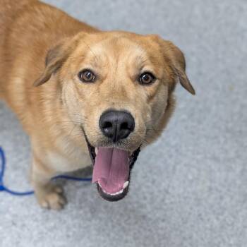Roy -  Golden Retriever and Mixed Breed Dog for Adoption in Grand Rapids, Michigan - Roy | PetCurious