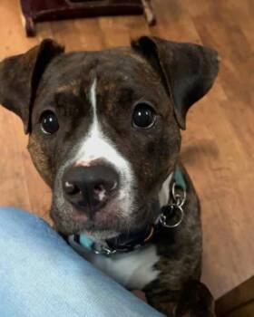 Boxer Dogs Available for Adoption in Huntington, New York - BUDDY/RED | PetCurious