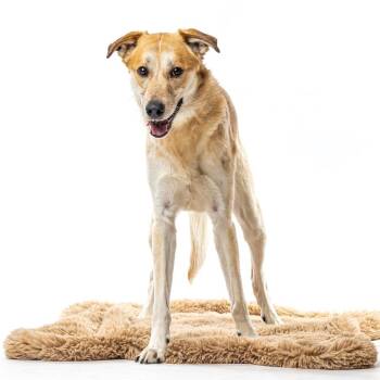Labrador Retriever and Shepherd Dogs Available for Adoption in Reno, Nevada - Anakin | PetCurious