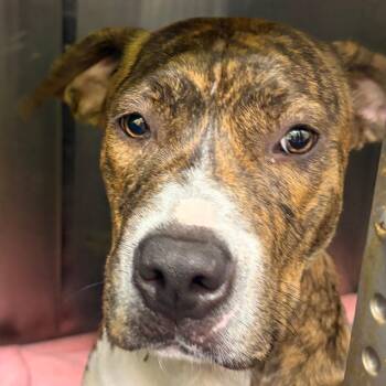 Pit Bull Terrier and Mixed Breed Dogs Available for Adoption in Austin, Texas - Lavender | PetCurious