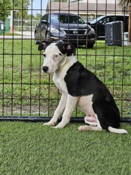Juno -  American Bulldog Dog for Adoption in Lakeland, Florida - Juno | PetCurious