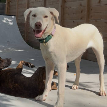 Rescue Labrador Retriever Dogs for Adoption in Austin, Texas - Olaf | PetCurious