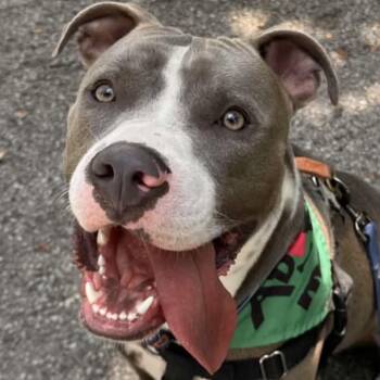 Lamington -  Pit Bull Terrier Dog for Adoption in Naperville, Illinois - Lamington | PetCurious