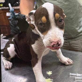 Pencil- 102604U -  Terrier and Mixed Breed Dog for Adoption in Tupelo, Mississippi - Pencil- 102604U | PetCurious