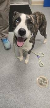 Hershey -  Husky and Mixed Breed Dog for Adoption in Daphne, Alabama - Hershey | PetCurious