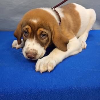 Diana -  Labrador Retriever and Saint Bernard Dog for Adoption in Maynardville, Tennessee - Diana | PetCurious