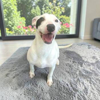 Mixed Breed Dogs Available for Adoption - Roulette | PetCurious