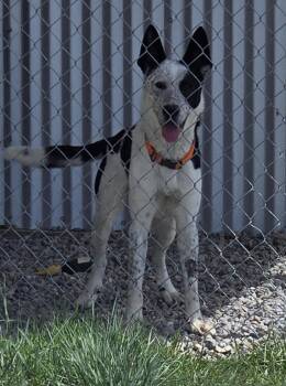 Cattle Dog Dogs Available for Adoption in Gunnison, Colorado - Vaca - Reduced Adoption Fee! | PetCurious