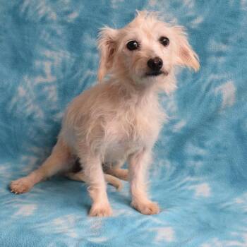 Aria -  Terrier and Mixed Breed Dog for Adoption in Eureka, California - Aria | PetCurious