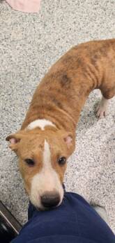 Pluto -  Terrier Dog for Adoption in Athens, Tennessee - Pluto | PetCurious