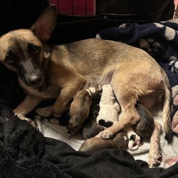 Roxy -  Chihuahua and Mixed Breed Dog for Adoption in Ferndale, Washington - Roxy | PetCurious
