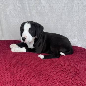 Labradoodle and American Staffordshire Terrier Dogs Available for Adoption - Moose | PetCurious