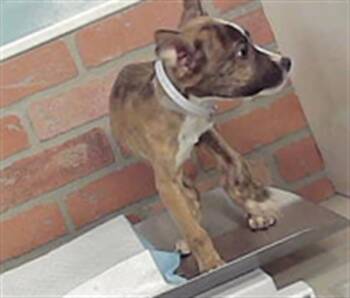 A2098299 -  Staffordshire Bull Terrier and Mixed Breed Dog for Adoption in Houston, Texas - A2098299 | PetCurious