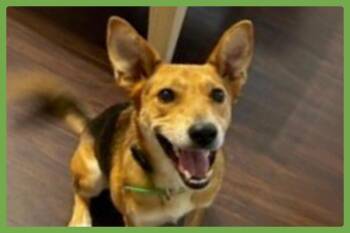 Nano -  German Shepherd Dog and Terrier Dog for Adoption in Amherst, Massachusetts - Nano | PetCurious