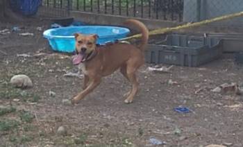 BOY -  Labrador Retriever Dog for Adoption in San Antonio, Texas - BOY | PetCurious