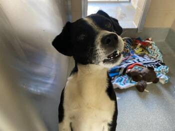 Beagle and Parson Russell Terrier Dogs Available for Adoption in Tustin, California - KELSON | PetCurious