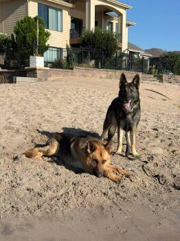 Merlin -  German Shepherd Dog Dog for Adoption in Gretna, Nebraska - Merlin | PetCurious