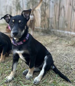 Rescue Shepherd Dogs for Adoption in Longview, Texas - Skittles | PetCurious