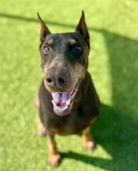 Mixed Breed Dogs Available for Adoption in Dallas, Texas - ARGUS | PetCurious