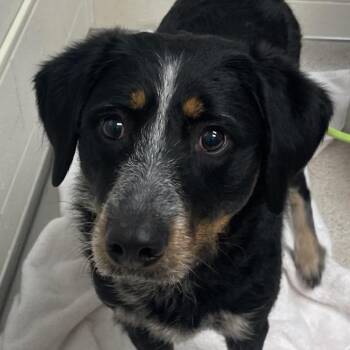 Lulu -  Mixed Breed Dog for Adoption in Murray, Utah - Lulu | PetCurious