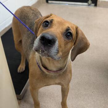 Hazelnut -  Mixed Breed Dog for Adoption in Ardmore, Oklahoma - Hazelnut | PetCurious