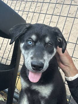 Rescue Husky and Labrador Retriever Dogs for Adoption in Margate, Florida - ARMANI | PetCurious